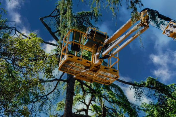 Best Emergency Tree Service  in Chalfant, CA